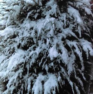 Meet your Posher, Vida